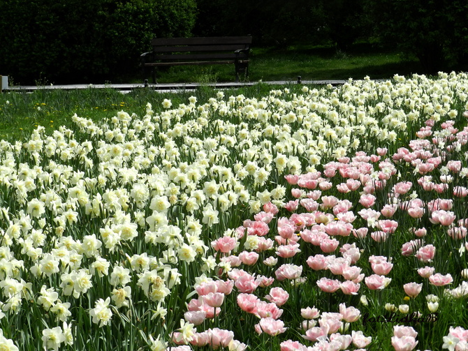Wiosenna rabatka ,tulipany, narcyzy