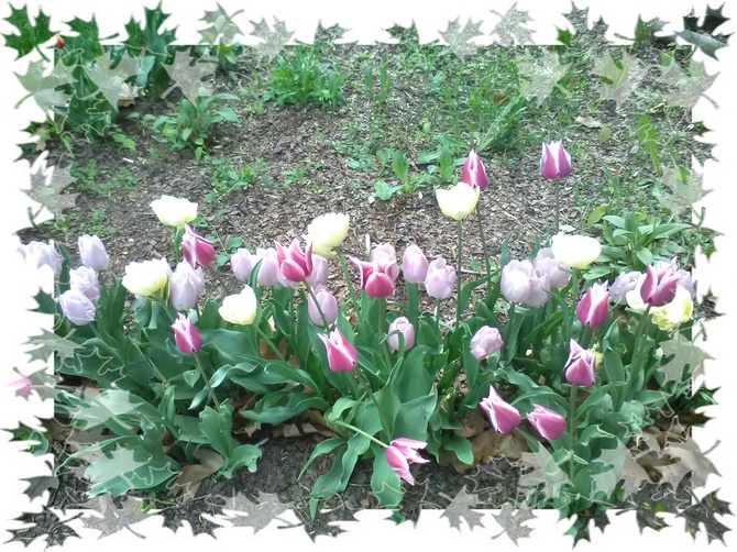 Wiosenne tulipanki