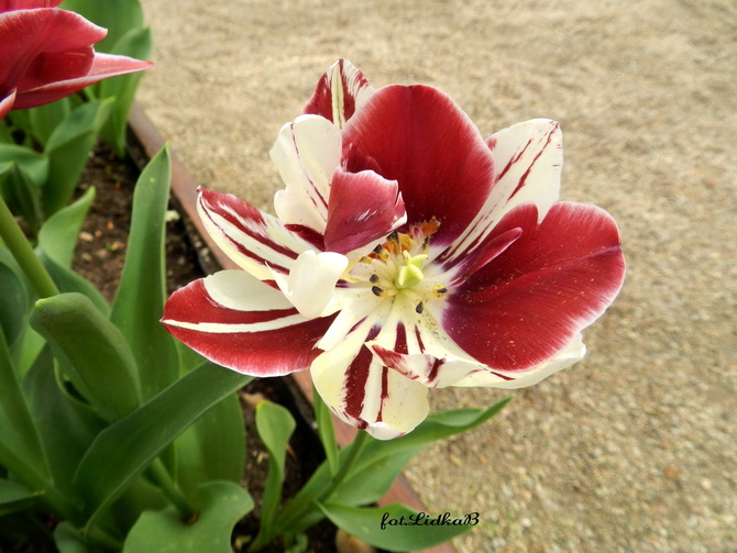 Wyjątkowy tulipan