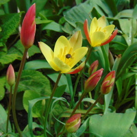 Czas tulipanów 