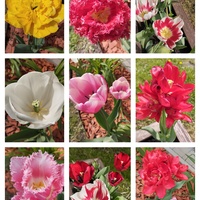 Czas tulipanów:)