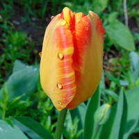 Dzisiaj tulipanki skulone