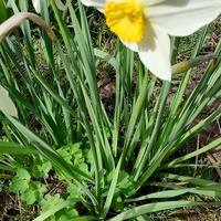 Narcyz (Narcissus L.)