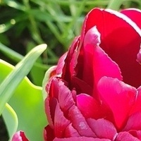 Nowy tulip....