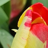 Nowy tulipan...