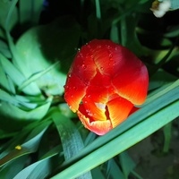 Pachnący tulip...
