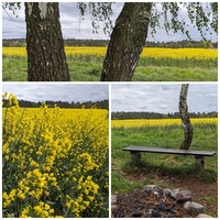 Piękne żółte rzepakowe pola