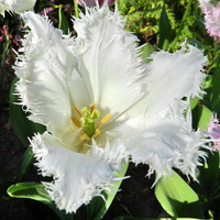 Tulipan biały