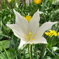 Tulipan  biały