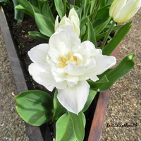 Tulipan biały 
