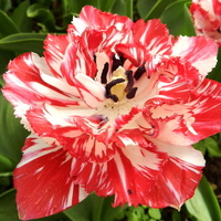 Tulipan ,kwiat biało-czerwony