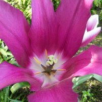 Tulipan liliowy