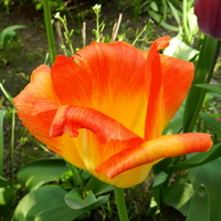 Tulipan Pomarańczow