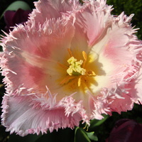 Tulipan różowy