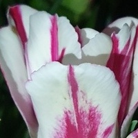 Tulipan Wielokwiatow