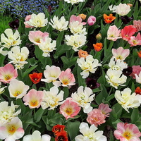 Tulipany, cudne wiosenne kwiaty