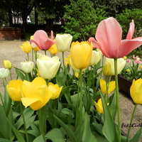 Tulipany ,kolorowa R