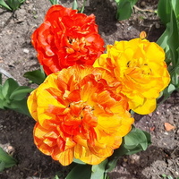Tulipany piwoniowe