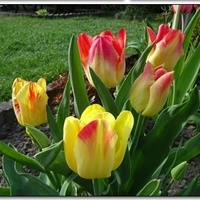 Tulipany,tuliapny...