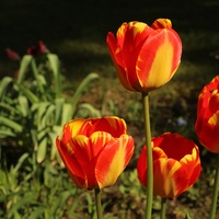 Tulipany, tulipany...