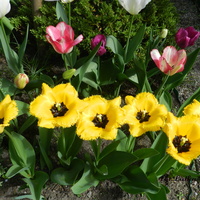 Tulipany W Moim Ogro