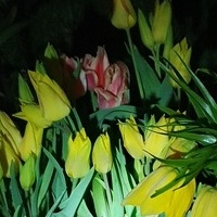 Tulipany w nocy...