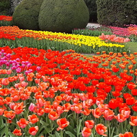 Tulipany W Ogrodzie 