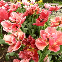 Tulipany w pełnym rozkwicie