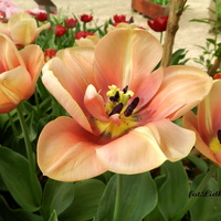 Tulipany wiosenne kwiaty
