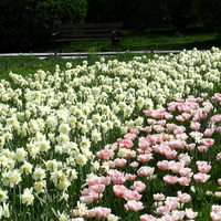 Wiosenna rabatka ,tulipany, narcyzy