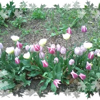 Wiosenne tulipanki