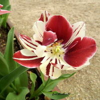 Wyjątkowy tulipan