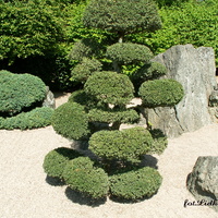 Drzewka Bonsai w Ogrodzie Japońskim