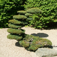 Drzewko Bonsai w Ogrodzie Japońskim