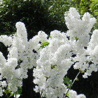 Lilak biały