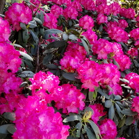 Różaneczniki w Ogrodzie Japońskim