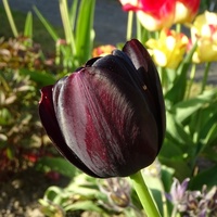 Sezon na tulipany skończony....