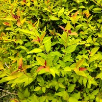 Tawuła japońska, (Spiraea japonica L.)