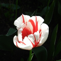 Tulipan biało -czerwony