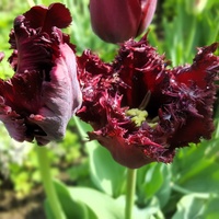 Tulipan (Tulipa L.) 