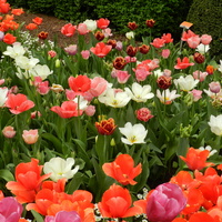Tulipany , kolorowa rabatka