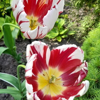 Tulipany w biało-czerwonym kolorze