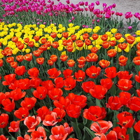 Tulipany W Ogrodzie 